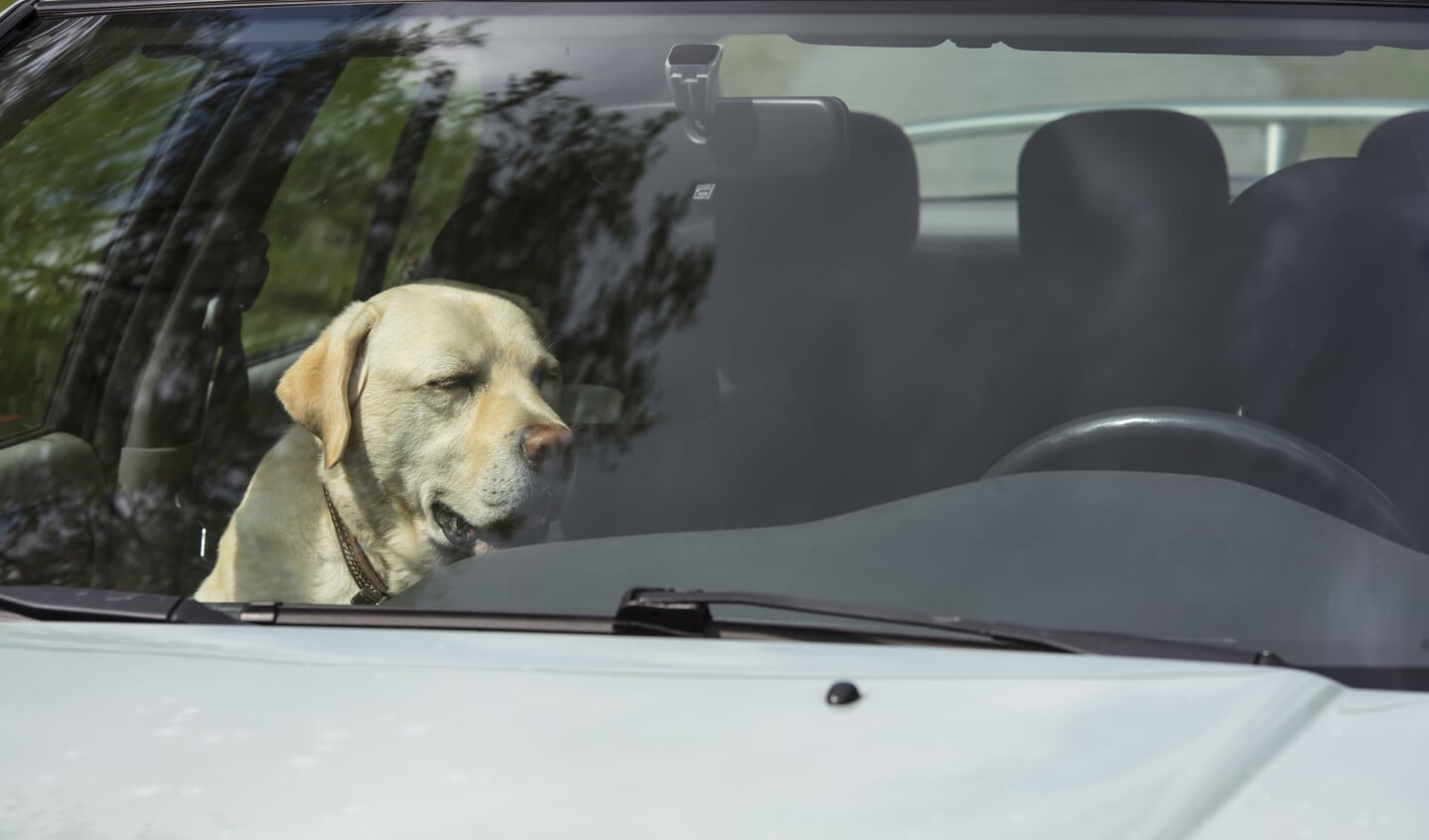 De temperatuur in de auto loopt al snel op boven de 40 graden, wat fataal is voor honden.
