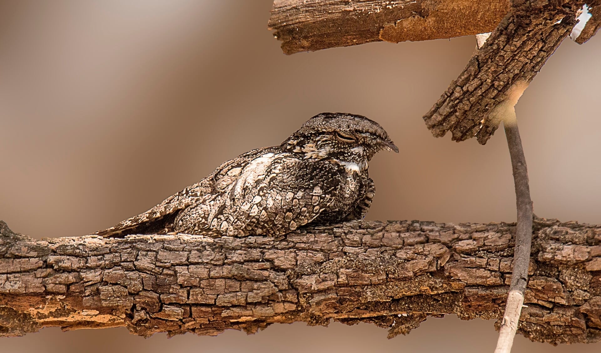 Staatsbosbeheer gaat op zoek naar nachtdieren.