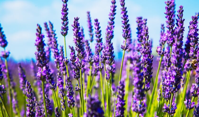 Lavendel is een kruid dat ook in de keuken gebruikt kan worden.