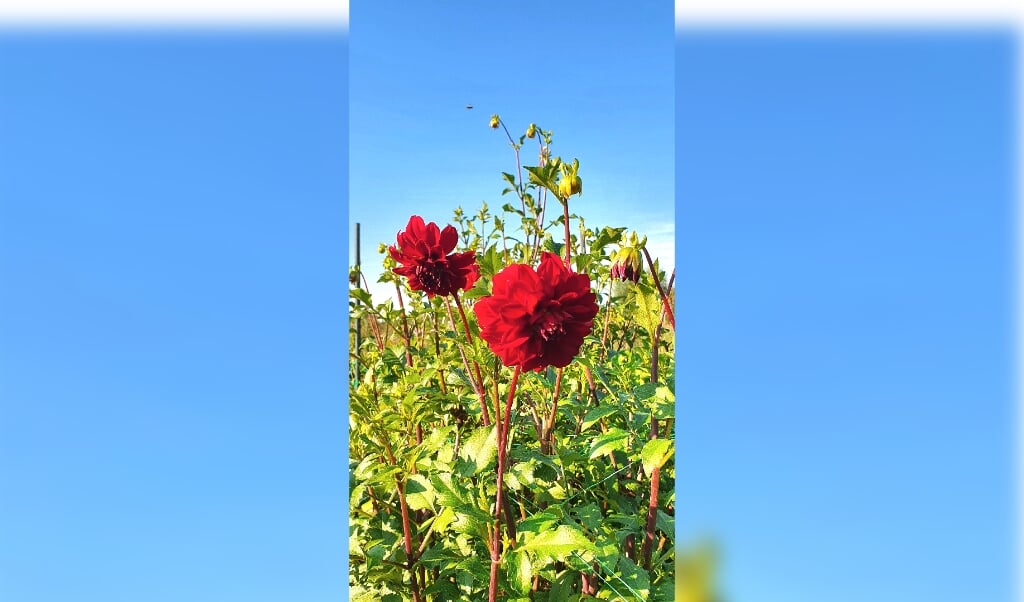 Genieten Van Courgettes En Dahlias In De Generatietuin Al Het Nieuws Uit Wierden