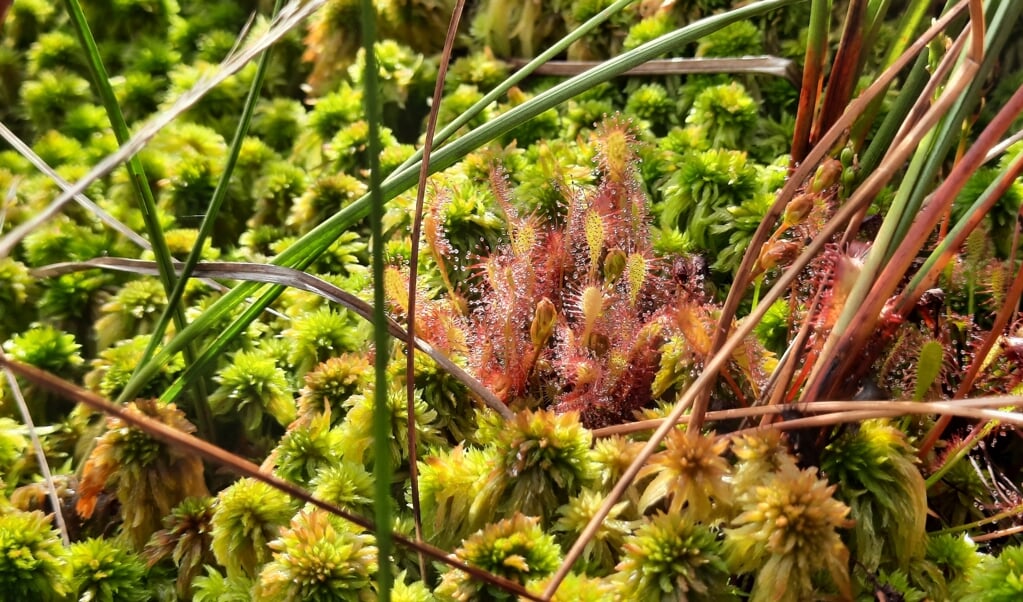 Staatsbosbeheer houdt een excursie in de Engbertsdijksvenen.