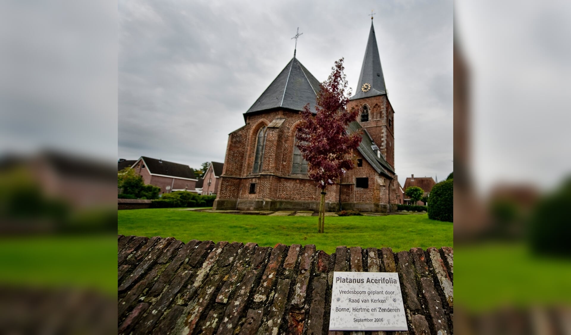 De Vredesboom, geplant door de Raad van Kerken in september 2006