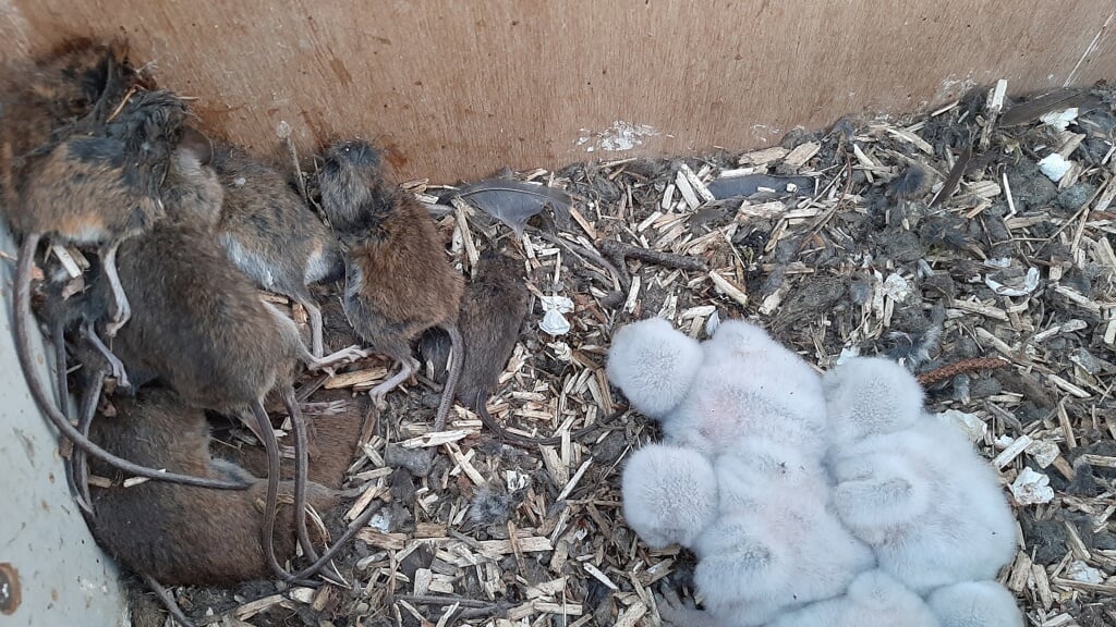 Vier jonge steenuiltjes in een uilenkast met een grote voorraad muizen. (Foto: Henk van der Aa).