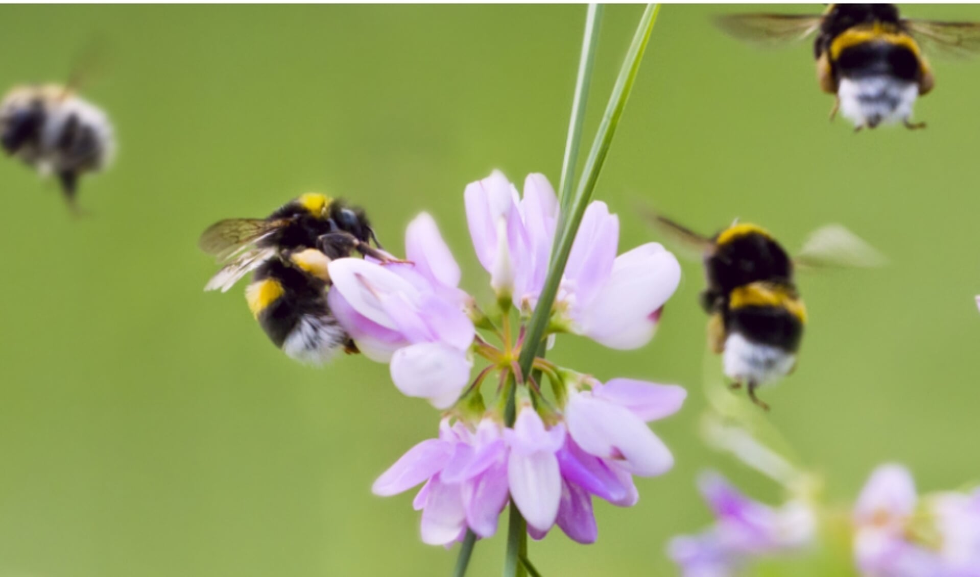 Bijen op pinksterbloem