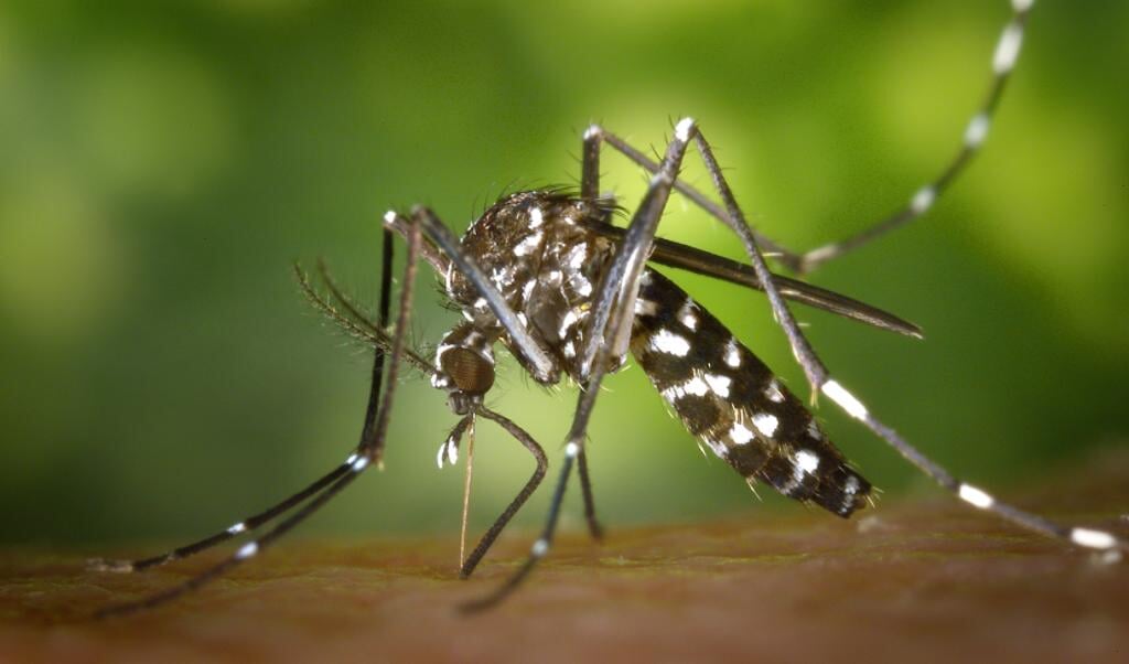 Het risico op ziektes is relatief klein. Wel is actieve bestrijding wenselijk om te voorkomen dat deze muggen zich hier permanent vestigen.
