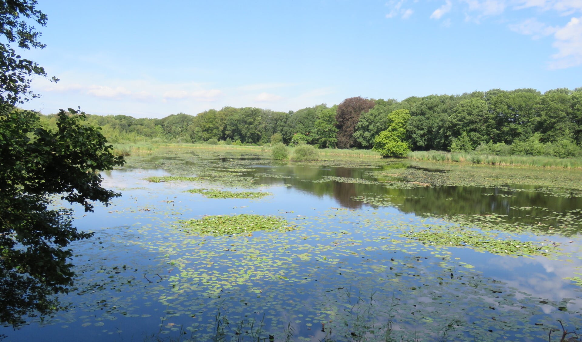 %E2%80%98Zomeravondwandeling%E2%80%99+Aamsveen+%26%238211%3B+Al+het+nieuws+uit+Enschede