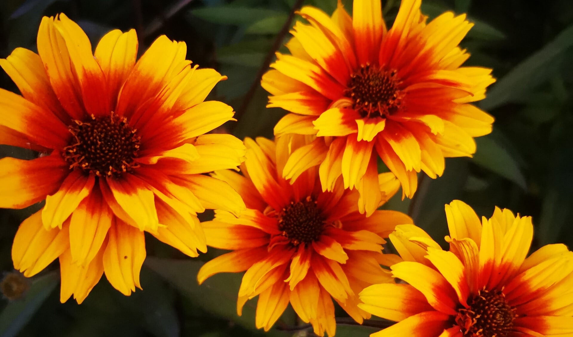De heliopsis met de stralende gele krans wordt ook wel zonne-oog genoemd. Eigen foto.