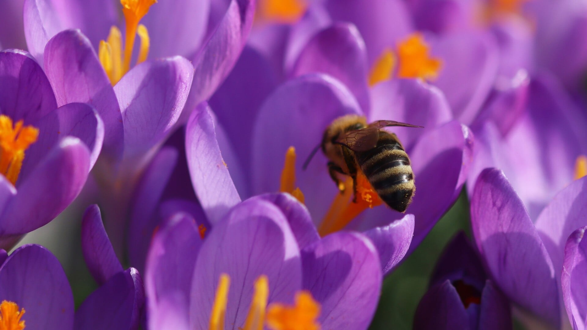Het Natuurhus heeft een lezing over bijen. (Foto: Loes van den Bos)