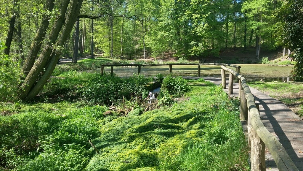 Staatsbosbeheer gaat naar het Springendal.