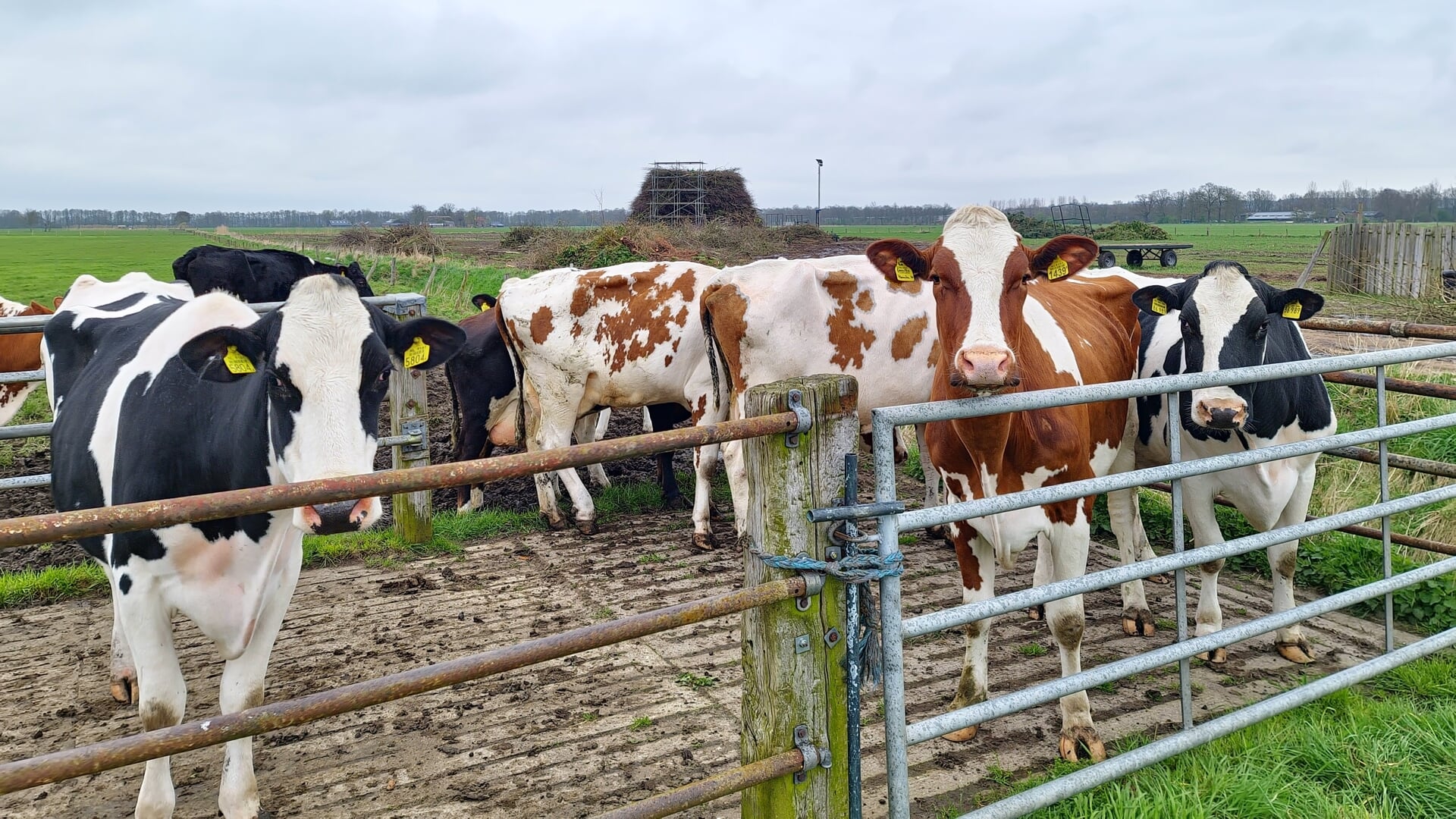 De koeien houden de wacht bij de poasboake van Holterbroek. De komende dagen wordt daar nog hard gewerkt om er een mooie poasboake van te maken.