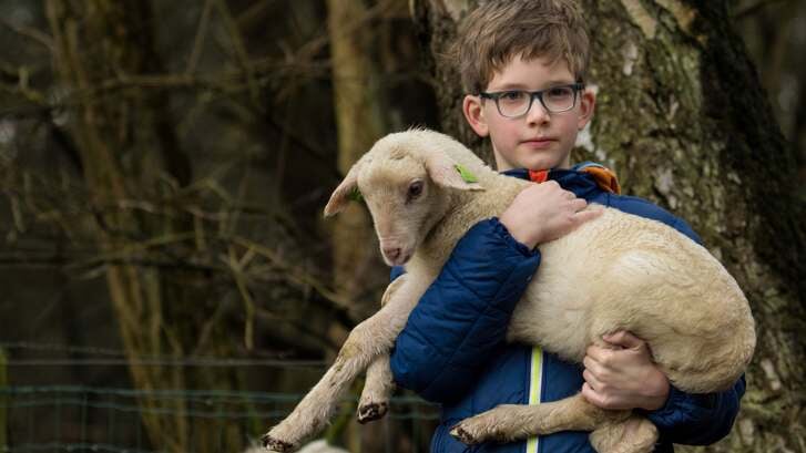 'Lammetjes aaien' in Hof Espelo. (Foto: Clifton Buitink)