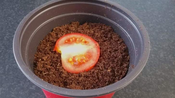 Geniet zelf ook van overheerlijke tomaten dit jaar.