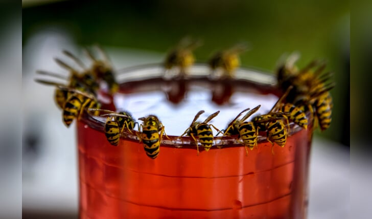 Hoewel wespen vaak als hinderlijk worden ervaren, spelen ze een belangrijke rol in het ecosysteem.