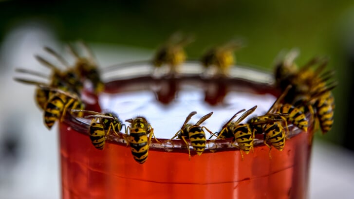 Hoewel wespen vaak als hinderlijk worden ervaren, spelen ze een belangrijke rol in het ecosysteem.