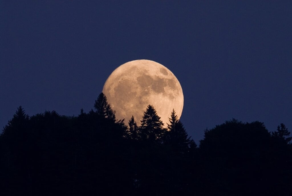 Ontdek de mystiek van de silhouetten in het maanlicht. (foto: Staatsbosbeheer)