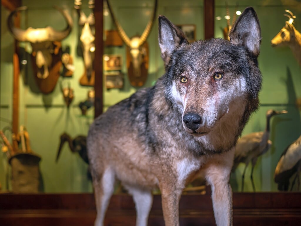 In Natuurhistorisch Museum Natura Docet in Denekamp vindt een tentoonstelling over de wolf plaats. Deze opgezette wolf maakt onderdeel uit van de eigen collectie van het museum.