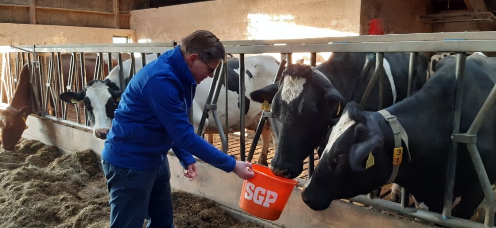 RIJSSEN - SGP-kandidaat Tweede Kamerlid Ewart Bosma uit Rijssen voert de koeien van Hans en Liesbeth Vossebelt van 't Schuurtje.