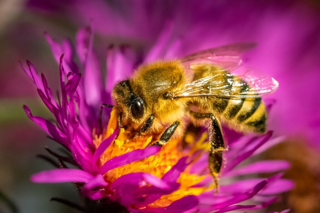 Proef kersverse honing. (Foto: Shutterstock)
