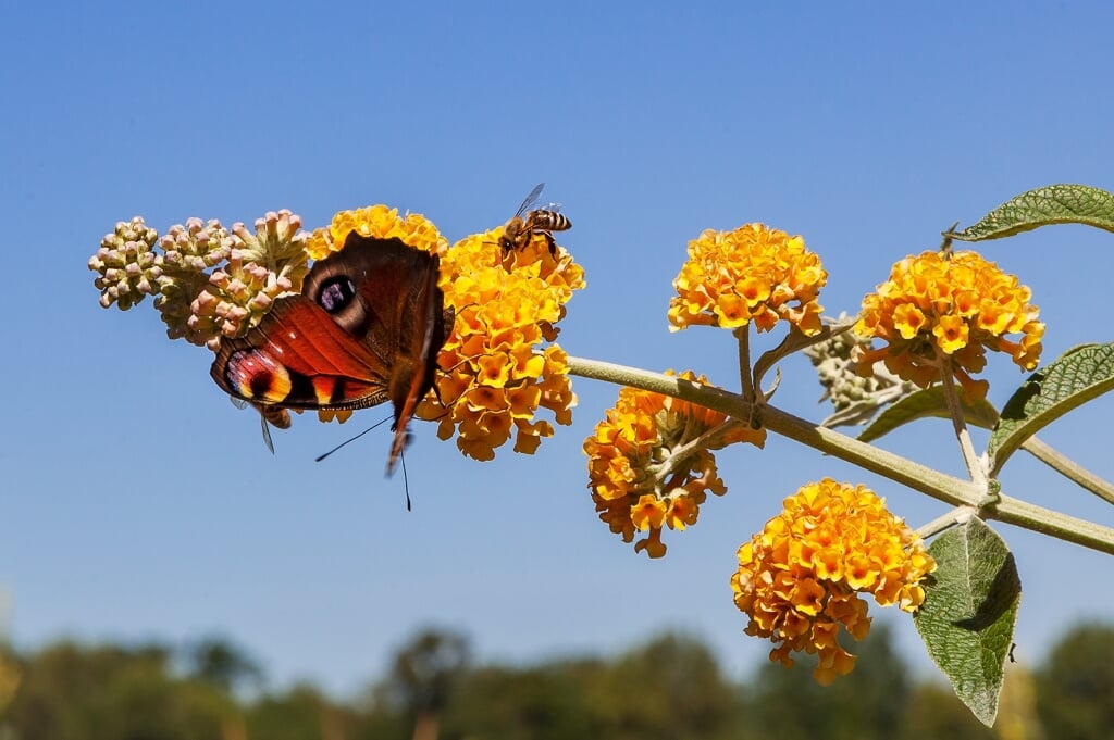 Een biodiverse leefomgeving is belangrijk voor het behouden van nuttige insecten zoals bijen en vlinders.