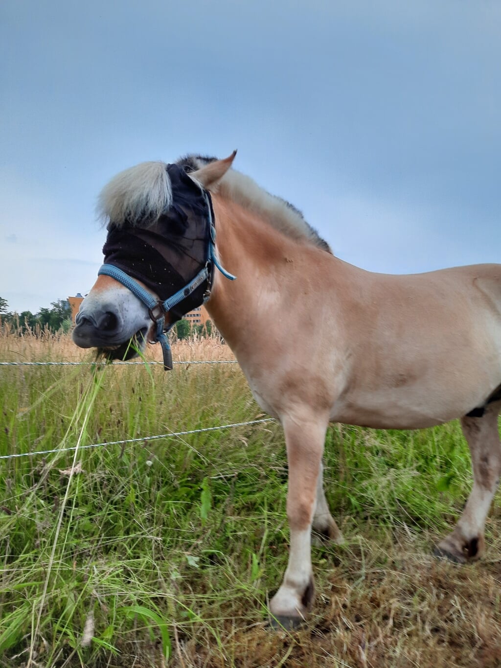 Eén van de pony's van De Kapberg 