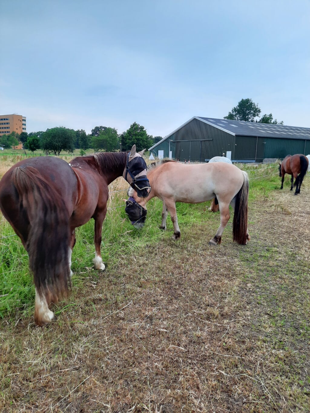 De paarden en pony's van De Kapberg eten het verse gras van de weiden. Dit wordt na maaien en drogen ook opgeslagen voor de winter.