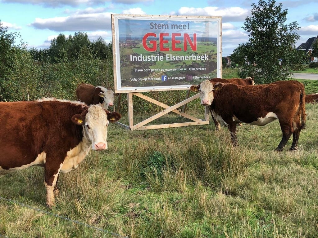 RIJSSEN - Koeien in het natuurgebied Elsenerbeek dat wordt bedreigd door de komst van nieuw industrieterrein. Foto: Gert-Jan Geerling