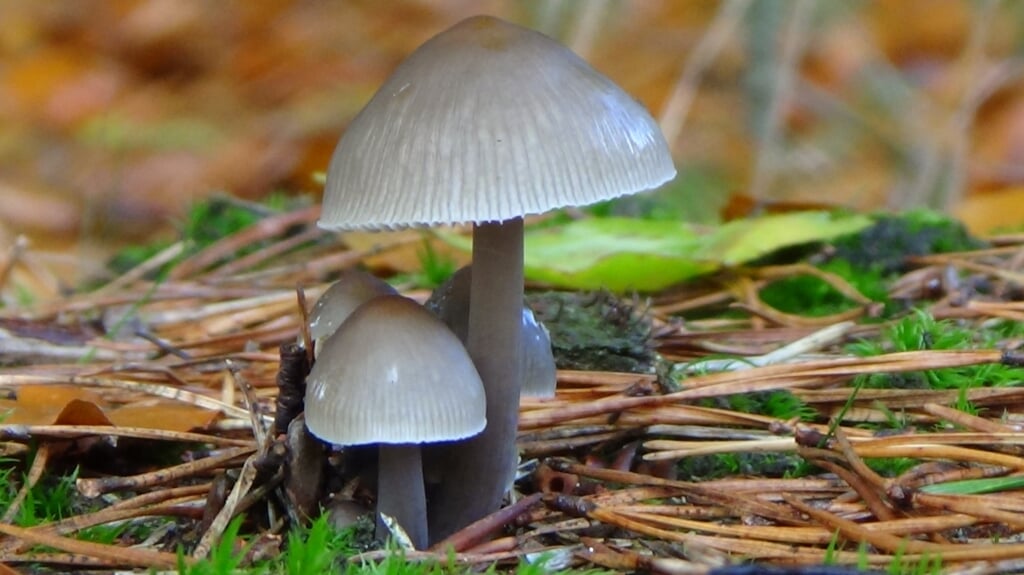 Tijl Harbers wordt gedeeld eerste bij de jeugd met deze foto van paddenstoelen. (foto: Tijl Harbers)