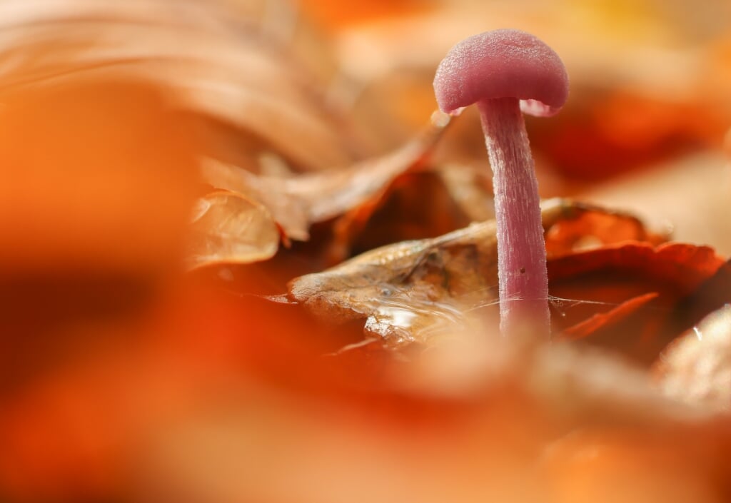 Cindy Kuiphuis fotografeerde één enkele paddenstoel tussen herfstblad en wint daarmee de eerste prijs bij de volwassenen. (foto: Cindy Kuiphuis)