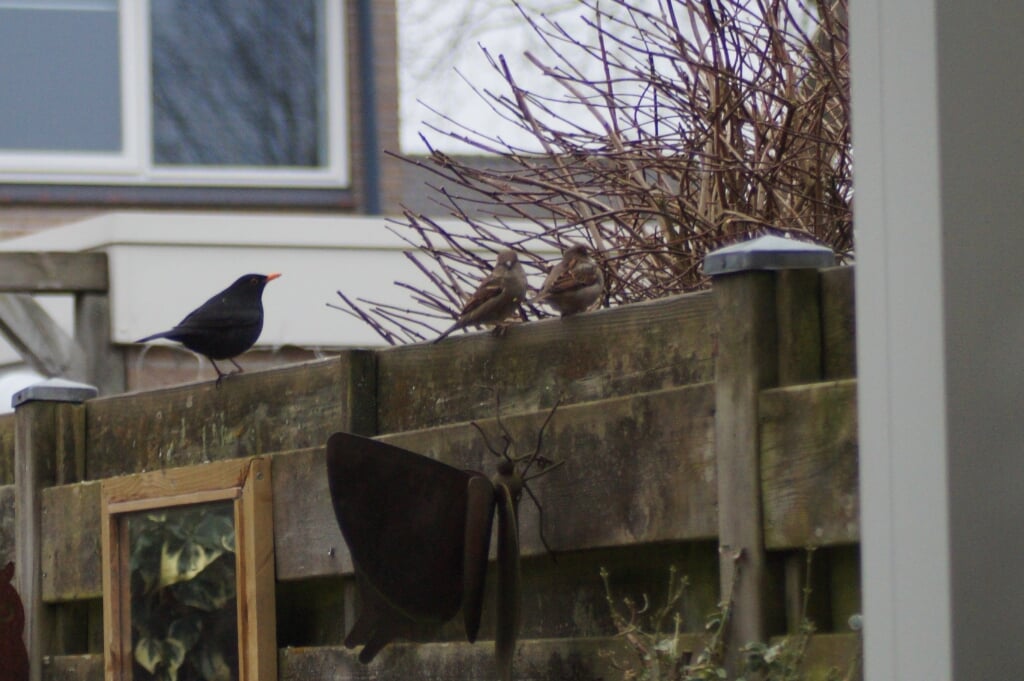 De eerste vogel melden zich voor de telling in de tuin van Wennemers. (Foto: Jos Wennemers)