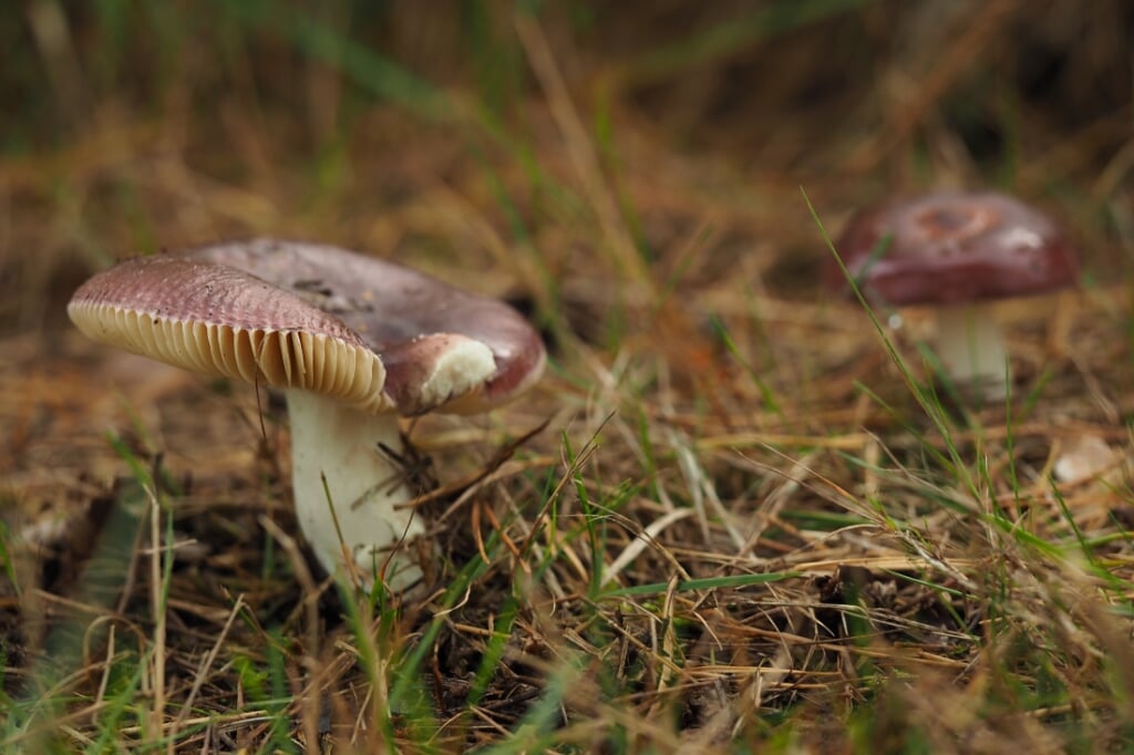 Landschap Overijssel gaat op zoek naar paddenstoelen.