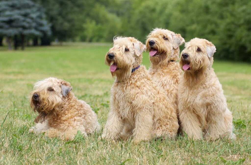 Vier Irish Softcoated Wheaten Terriers
