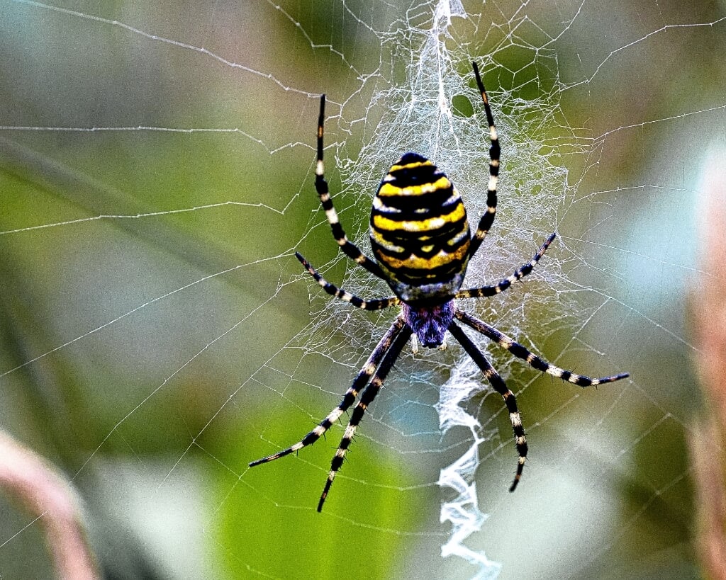 Een imposante spin.