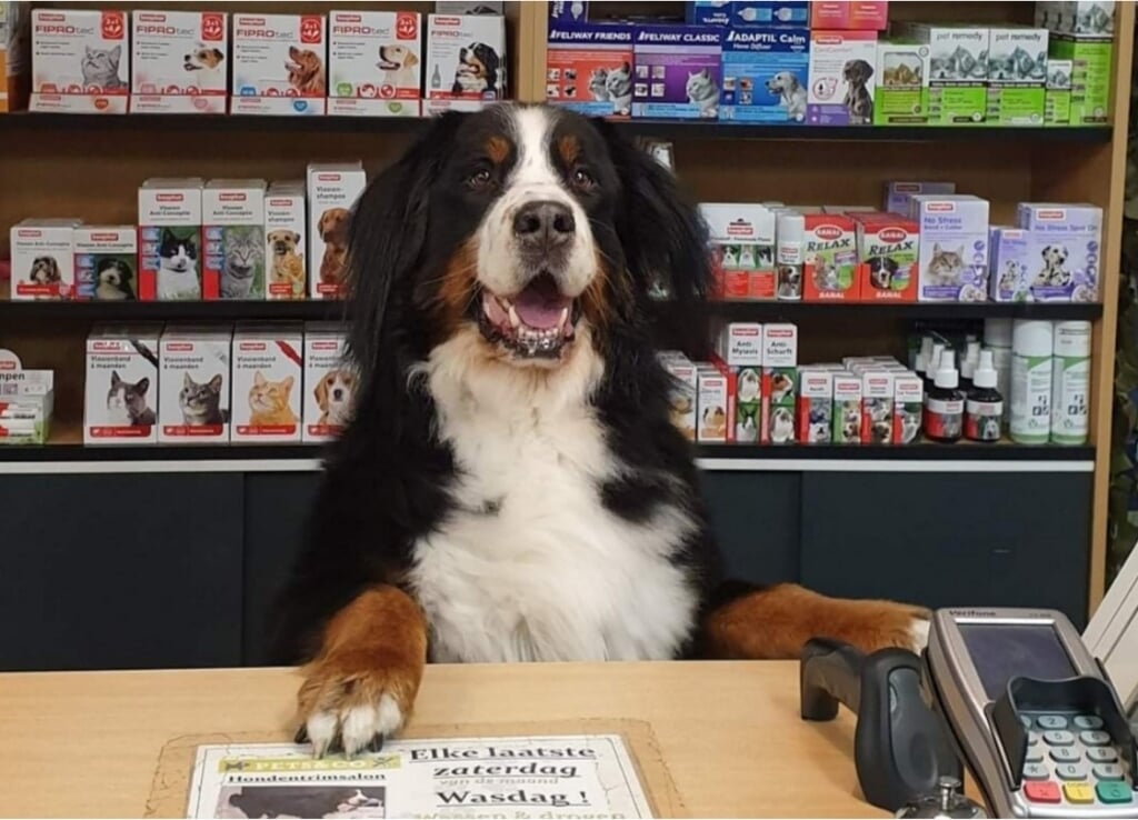 Service met een glimlach: winkel-hond Doedel verwelkomt mens en dier met groot enthousiasme in de winkel aan de Brinkstraat.