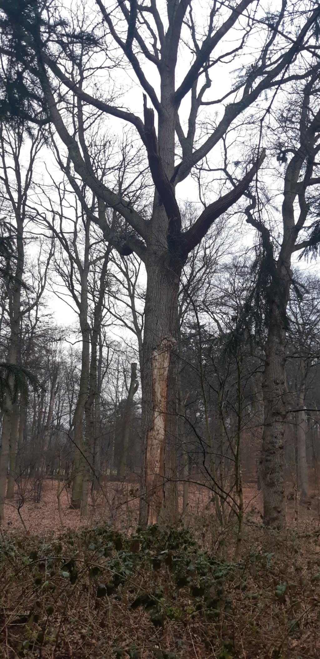 Oude bomen zullen noodgedwongen worden gekapt om gevaarlijke situaties te voorkomen.