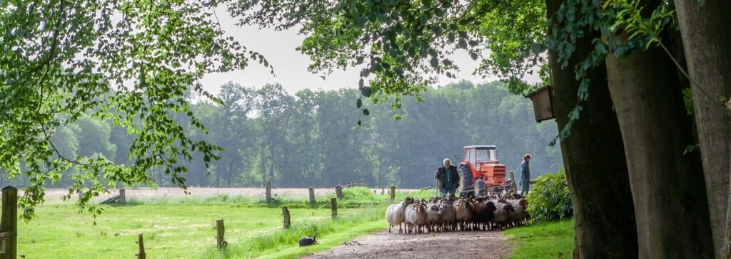 Op 20 en 21 mei worden de schapen op het prachtige erf van Hoeve Springendal ontdaan van hun wintervacht