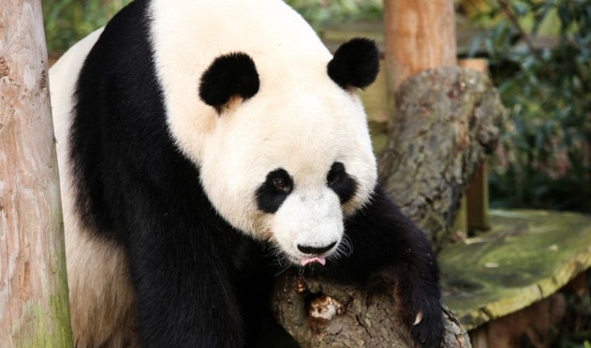 Happy Valentine Voor De Reuzenpanda S De Rijnpost