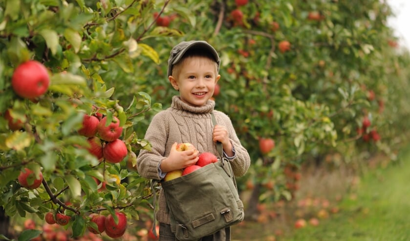 <p>De komende weken kan je op meerdere fruitbedrijven in Zeeuws-Vlaanderen appels en peren plukken.&nbsp;</p>  