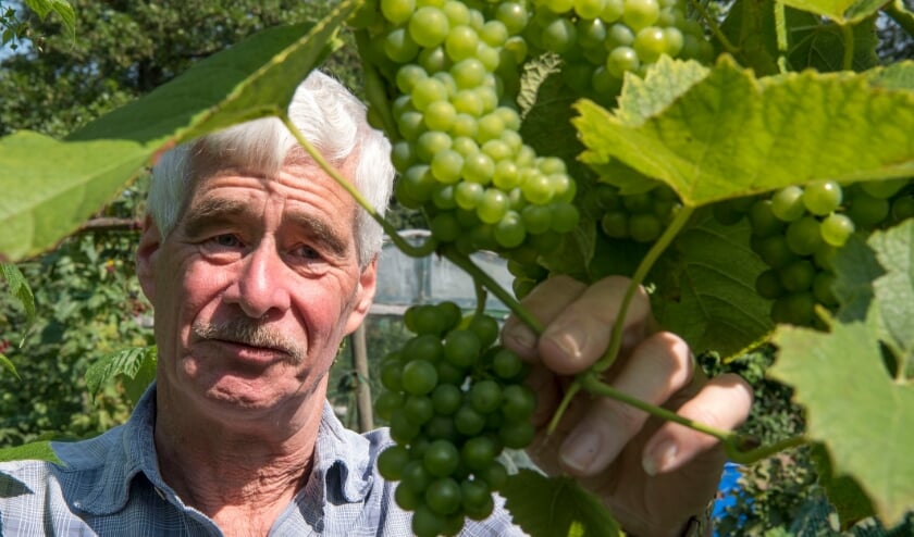 <p>Fred van der Stap teelt in zijn volkstuin vooral kleinfruit. De frambozen zijn al geoogst. De druiven rijpen nu. (foto: Ellen Koelewijn)</p>  