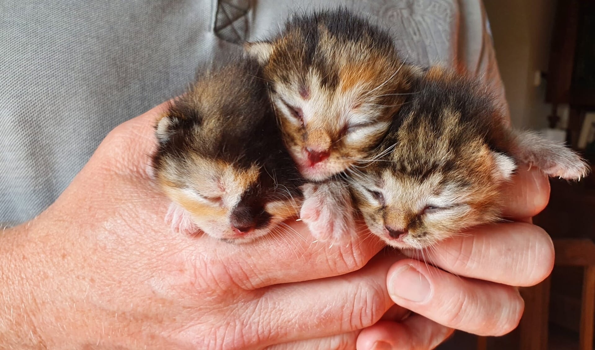 Pleeggezinnen voor kittens gezocht het nieuws uit Zeeuws Vlaanderen