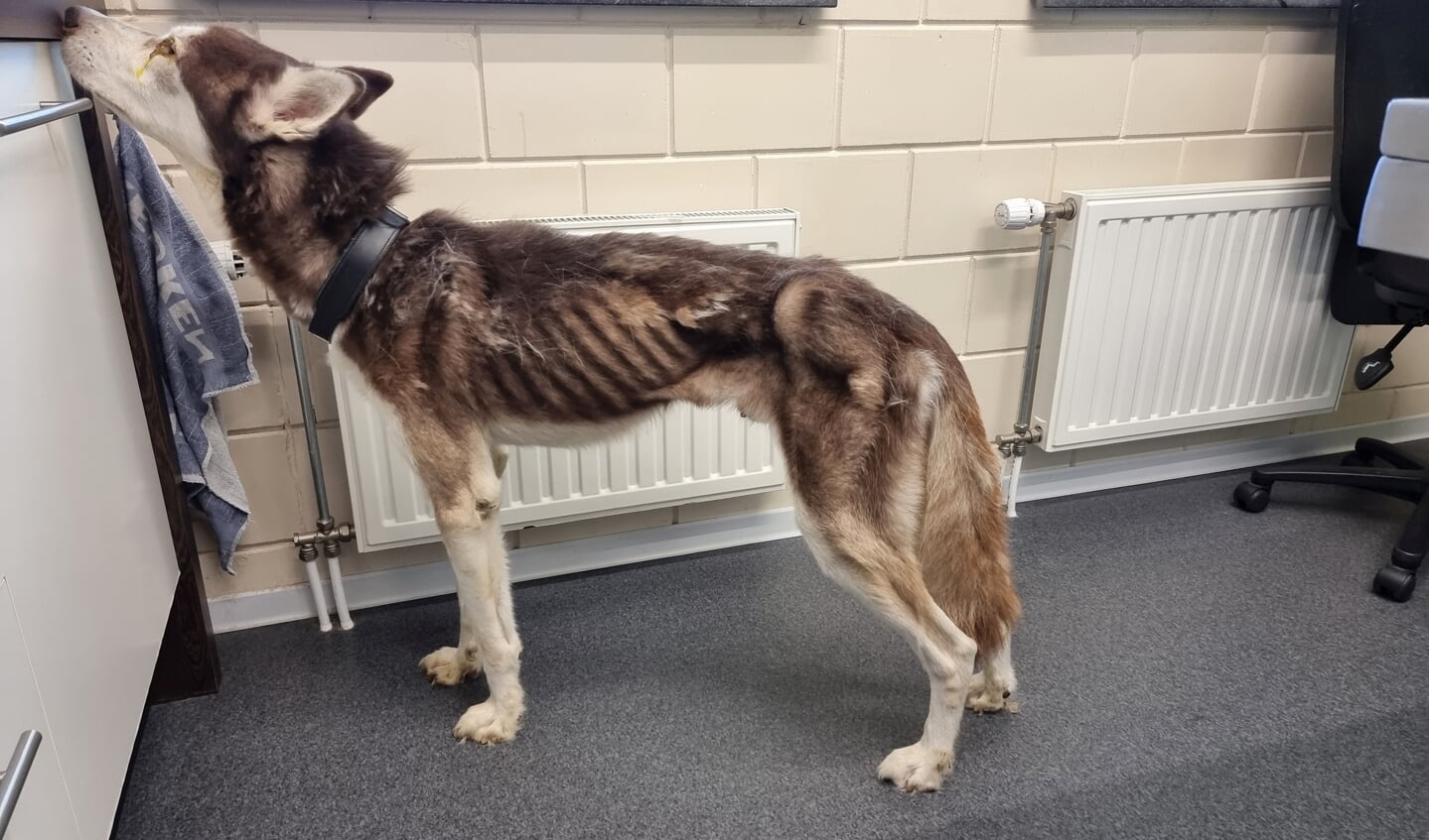 De LID (Landelijke Inspectiedienst Dierenbescherming) heeft een Siberische husky in beslag genomen die vel over been was