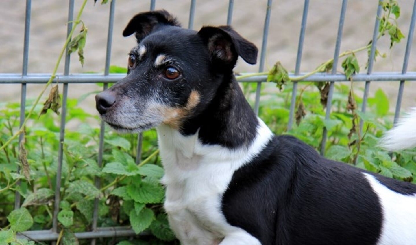 Jacky, de 10,5 jaar oude Jack Russel (Foto: PR).