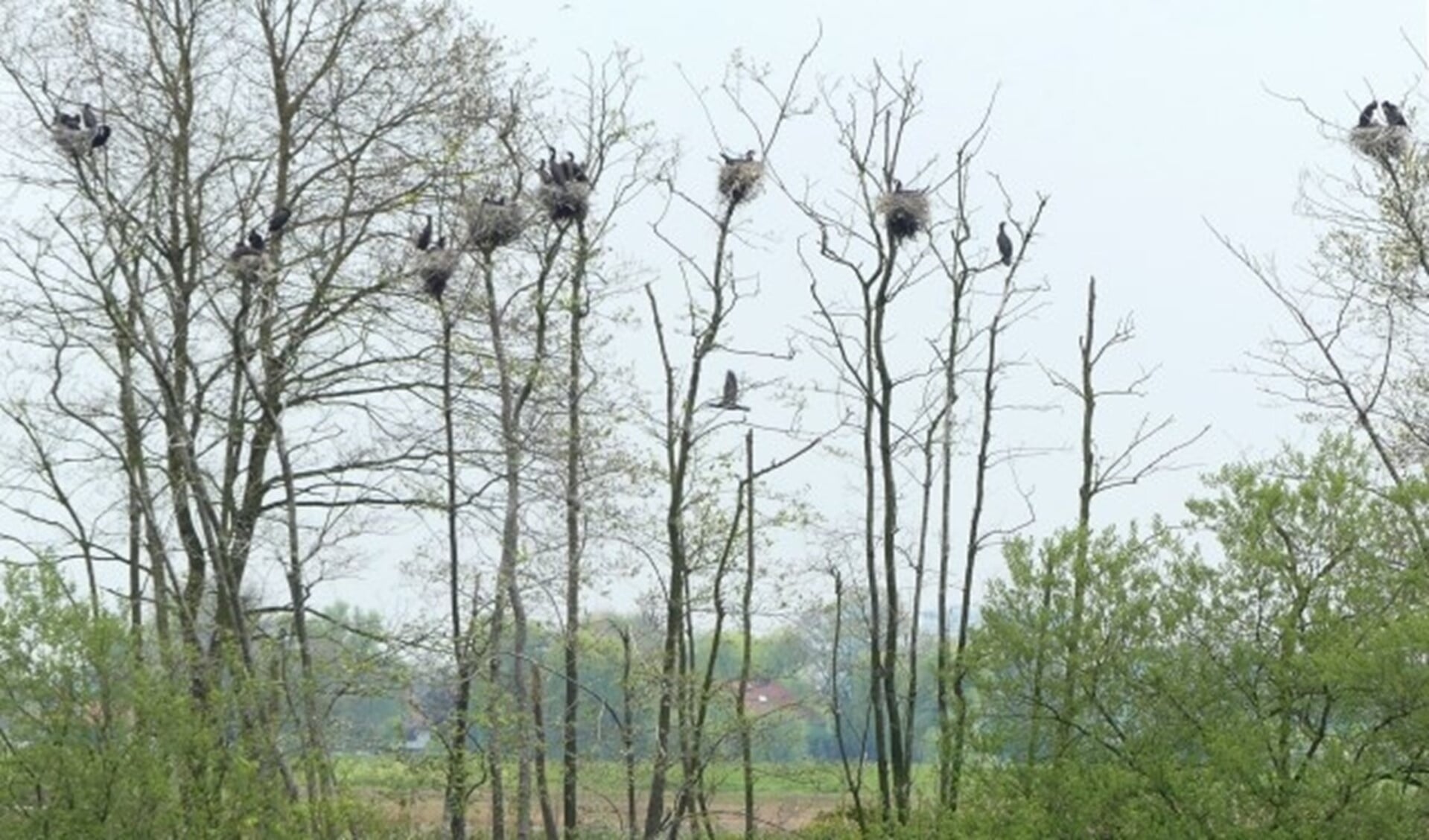 Talloze aalschovers in dode bomen. Net zoals hun voorouders, de vliegende dino's, hangen ze hun vleugels te drogen. 