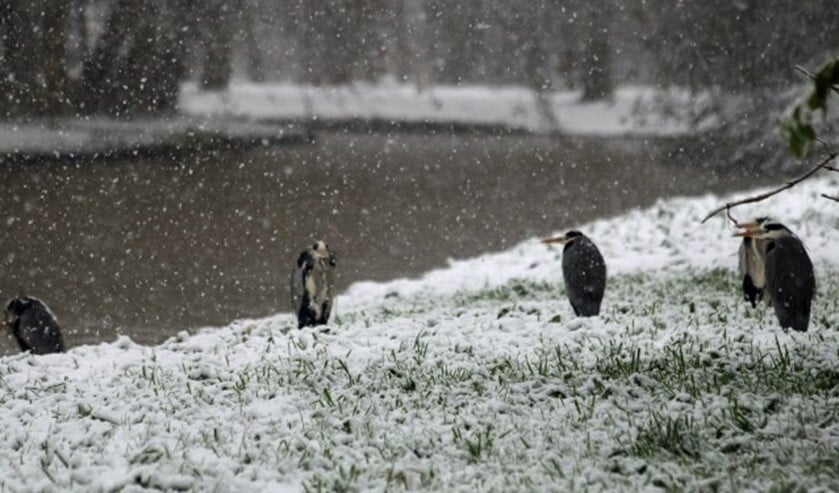 vogels in de winter