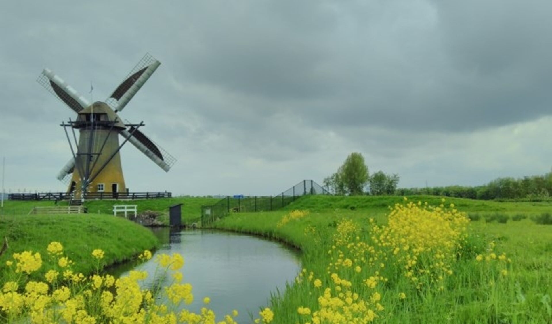 Malende Pendrechtse Molen met bloeiend koolzaad op de voorgrond (28 april 2018).