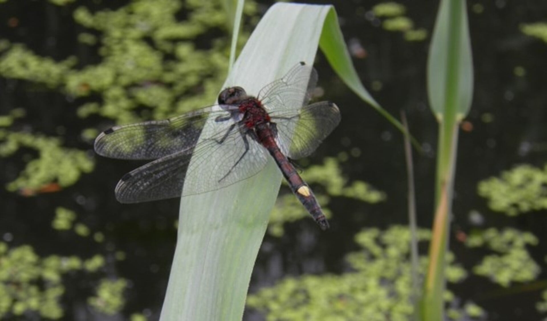 De Gevlekte witsnuitlibel is op IJsselmonde aangetroffen. Door het zomerse weer zijn de libellen extra actief. Of de libel zich hier definitief vestigt, is nog niet zeker.(Foto: S.D. Elzerman)