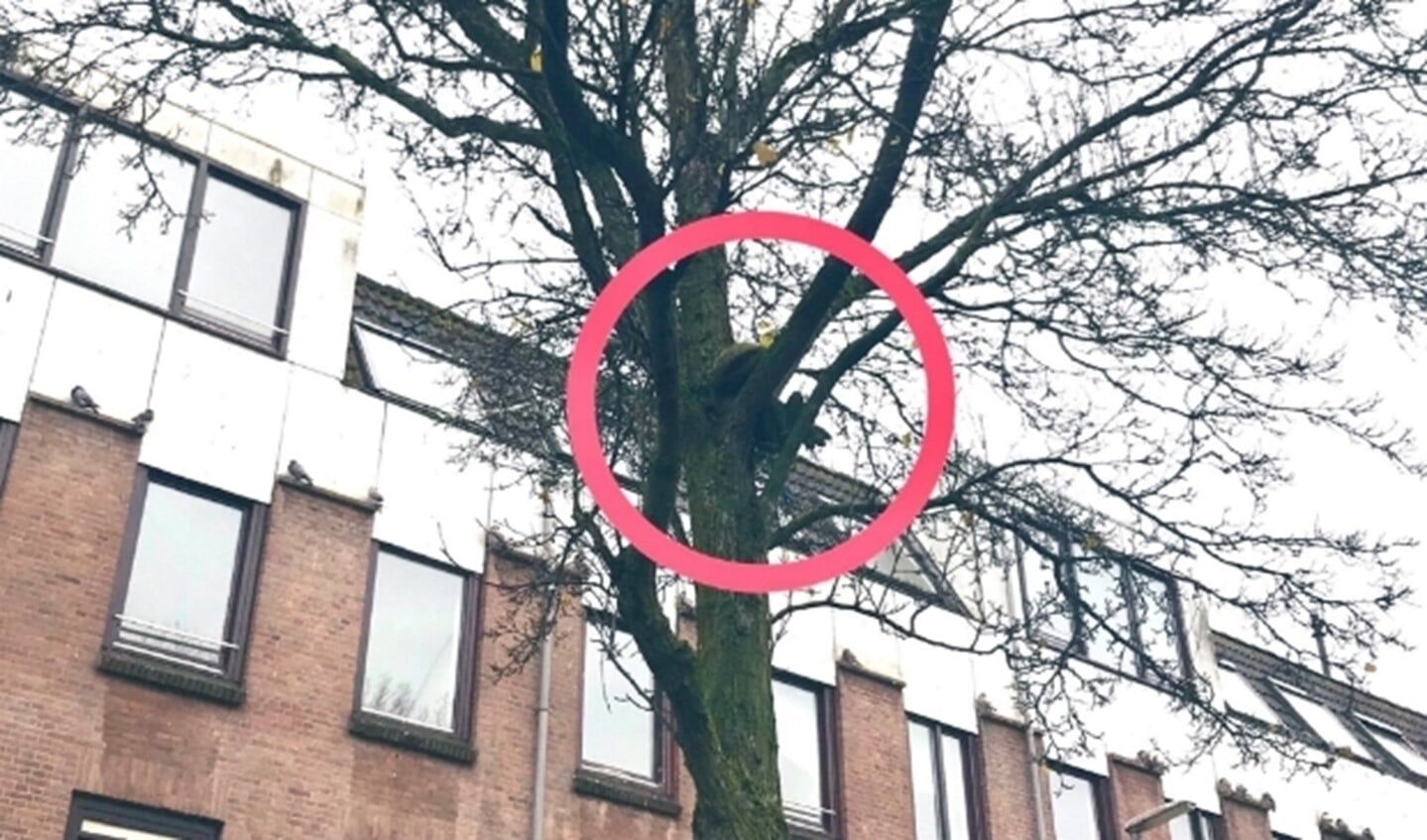 Een boomkikker in de Afrikaanderwijk!