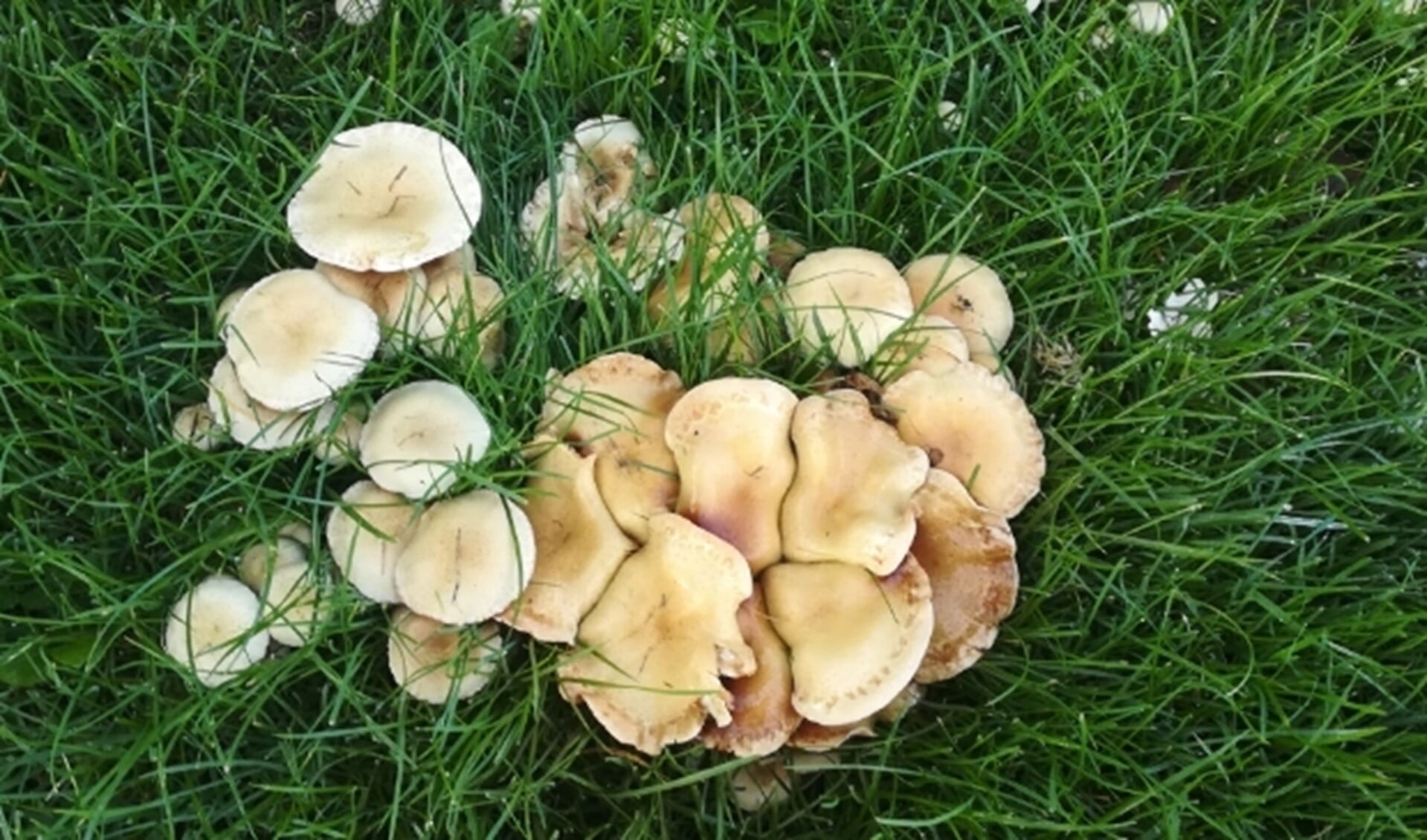 Emmy Oster fotografeerde deze paddenstoelen in Hoogvliet. 