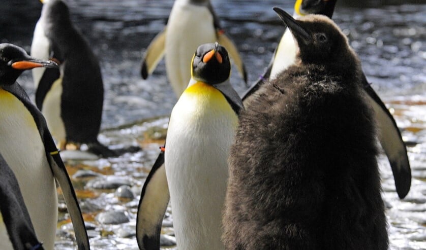 Foto: Diergaarde Blijdorp