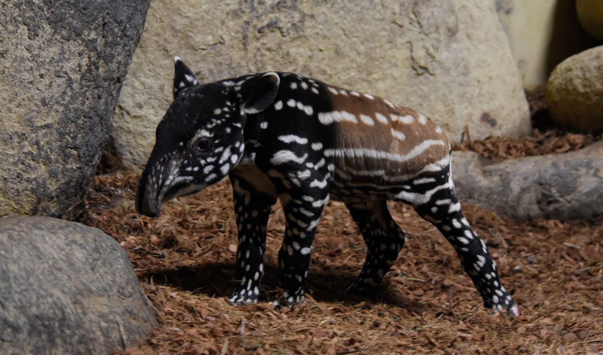 De pas geboren Maleise tapir in Diergaarde Blijdorp. Foto: pr