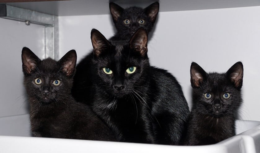 <p>Onyx tussen haar kinderen. De kleintjes hebben inmiddels een huisje, nu de moeder nog. Foto: Eva Kresler</p>